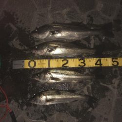 夕まずめ短期勝負