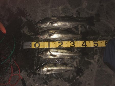 夕まずめ短期勝負