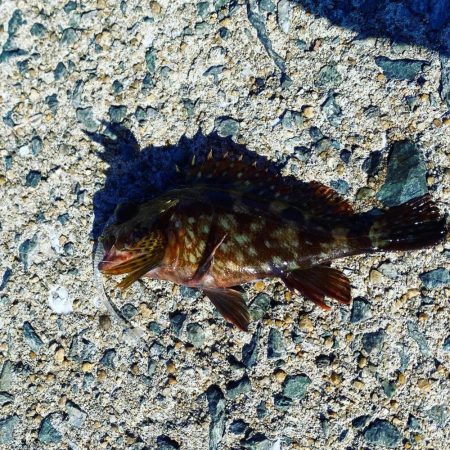 ハードルアーは苦戦