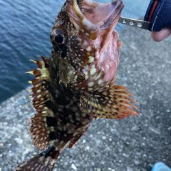 小物しな釣れない