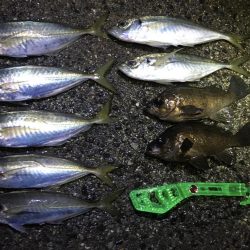 アジまだ居てました！！