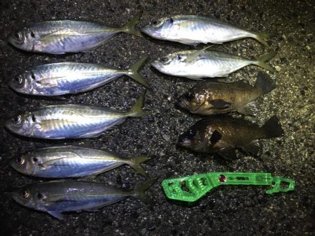 アジまだ居てました！！