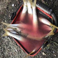 カマス今だ好調