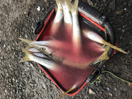 カマス今だ好調