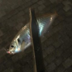 今年2回目のアジング