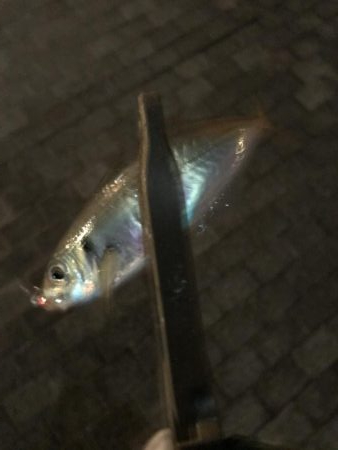 今年２回目のアジング