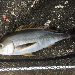 牟岐大島3番ピストル裏