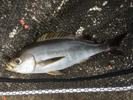 牟岐大島3番ピストル裏