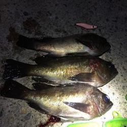 シブシブ メバリング