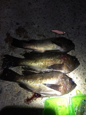 シブシブ メバリング