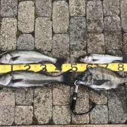 ハネがやっとでました