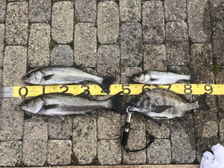 ハネがやっとでました