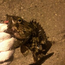 20ちょいのカサゴ2匹