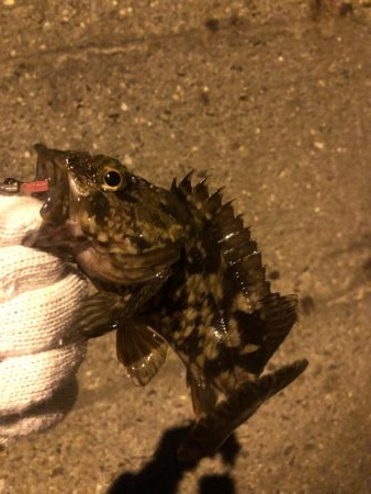 20ちょいのカサゴ2匹