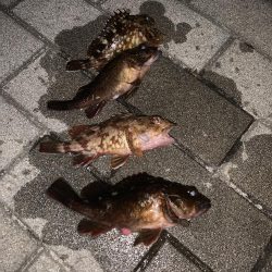 初釣り ロックフィッシュ