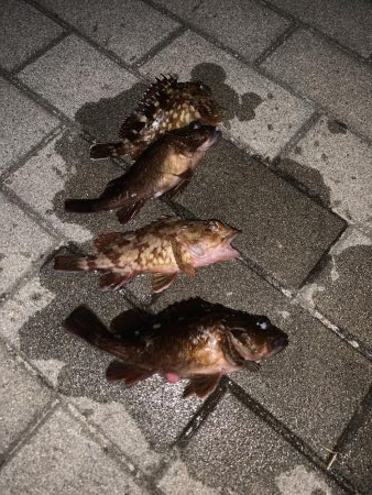 初釣り　ロックフィッシュ