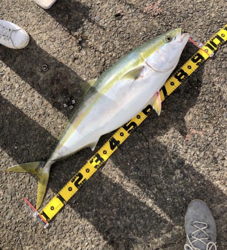 奇跡のブリ～笑