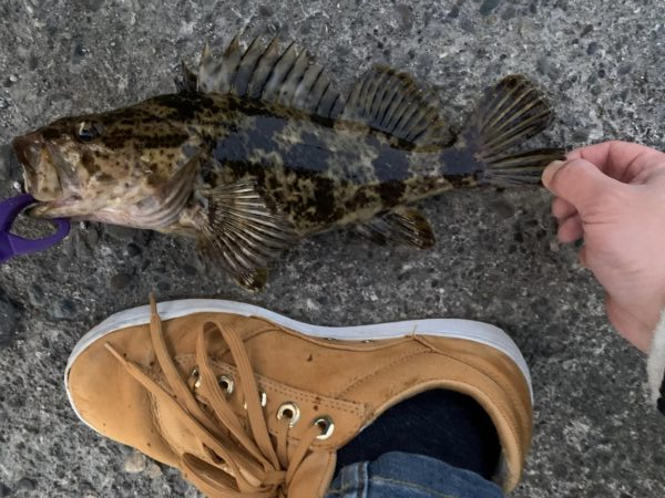 ライトゲームで根魚