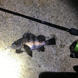 メバル　プラッキング〜