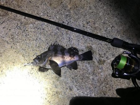 メバル　プラッキング〜