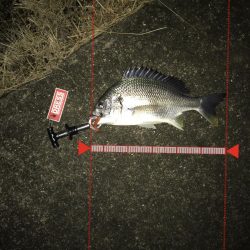 1月24日ラインブレイクのバラシはアカン