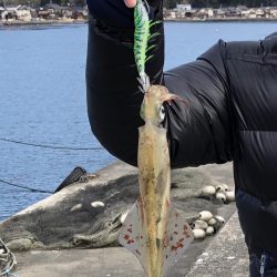 初ヤリイカ❗️