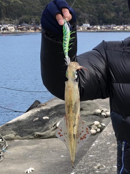 初ヤリイカ❗️…