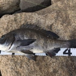 イチノ兄弟、釣果！