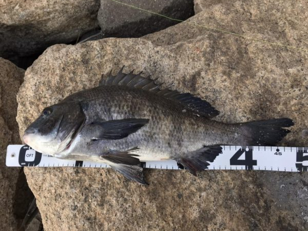 イチノ兄弟、釣果！