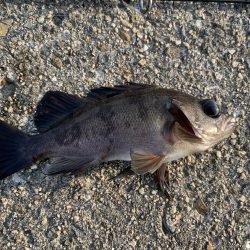 釣りってわからない…