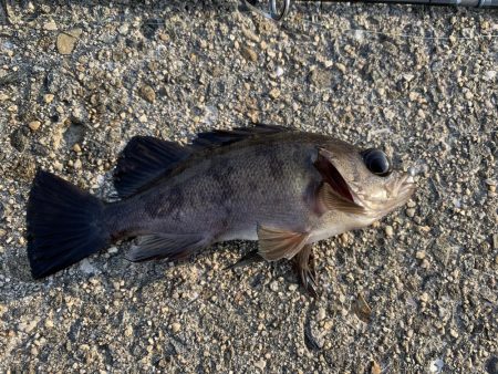 釣りってわからない…