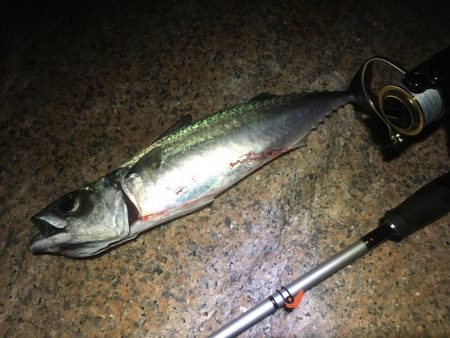 アジは何処へ？？