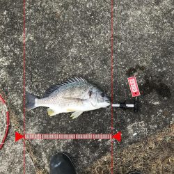 1月22日デーゲーム