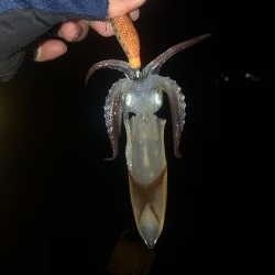 冬でも海釣り！粉雪舞う中のエギング！