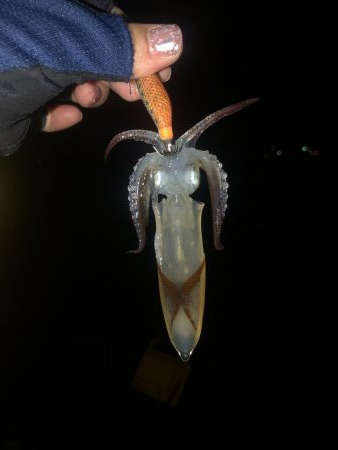 冬でも海釣り！粉雪舞う中のエギング！