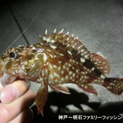 メバルの顔は拝めずガシラの釣果
