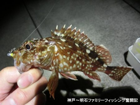 メバルの顔は拝めずガシラの釣果