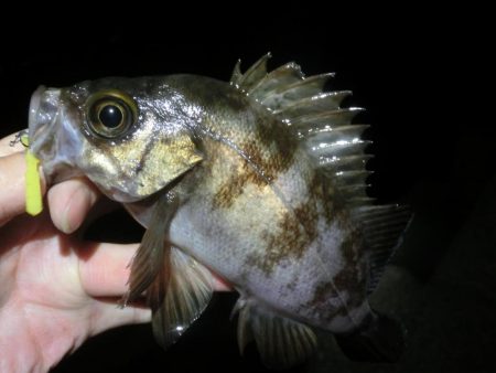 ガシララッシュのちメバル