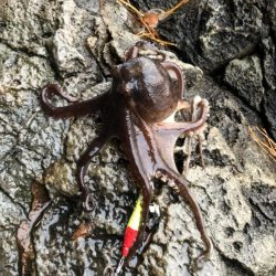 令和2年初釣果は⁈