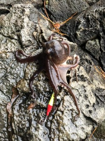 令和2年初釣果は⁈