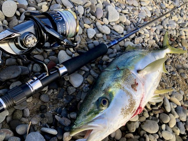 ハマチ？メジロ？