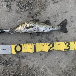 エビ撒き釣りでセイゴ！！！