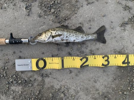 エビ撒き釣りでセイゴ！！！