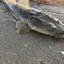 ど迫力のマゴチ