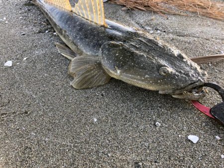 ど迫力のマゴチ