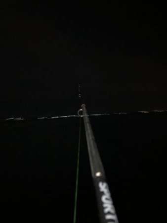 今年初ヤリイカゲット