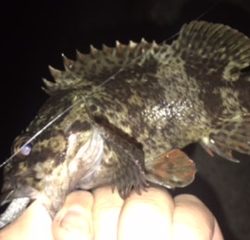 ロックフィッシュ