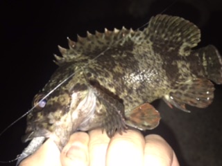 ロックフィッシュ