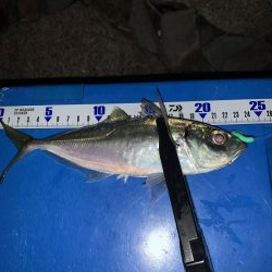 ゴロタdeフロート