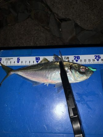 ゴロタdeフロート